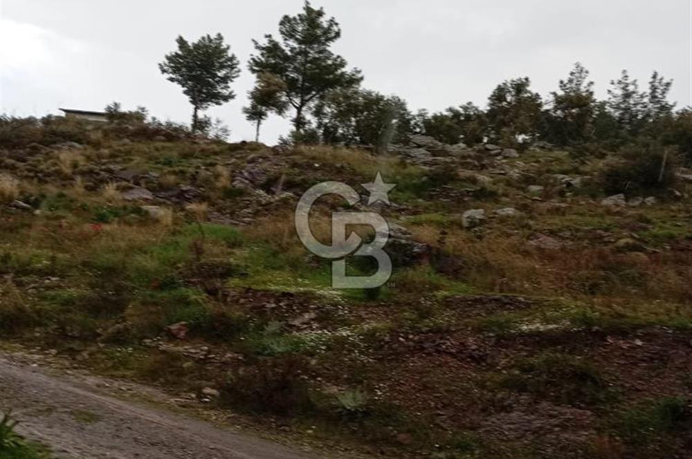 Bodrum Gökpınar’da Satılık Zeytinlik  1414 m²