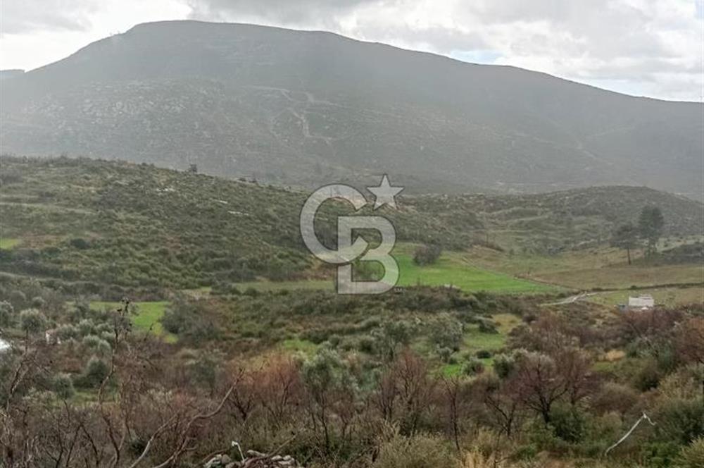 Bodrum Gökpınar’da Satılık Zeytinlik  1414 m²