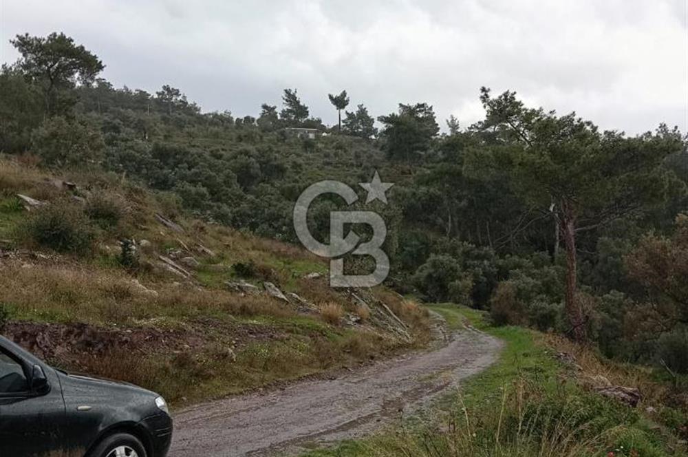 Bodrum Gökpınar’da Satılık Zeytinlik  1414 m²