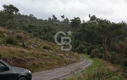 Bodrum Gökpınar’da Satılık Zeytinlik  1414 m²