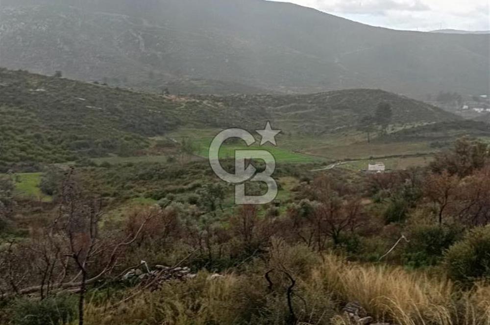 Bodrum Gökpınar’da Satılık Zeytinlik  1414 m²