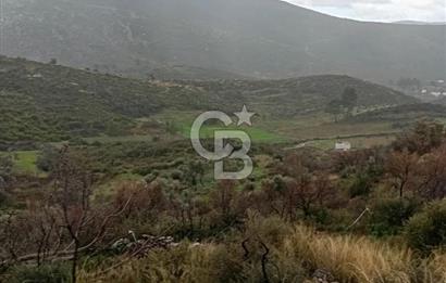 Bodrum Gökpınar’da Satılık Zeytinlik  1414 m²