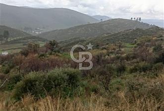 Bodrum Gökpınar’da Satılık Zeytinlik  1414 m² - 1 - 328621