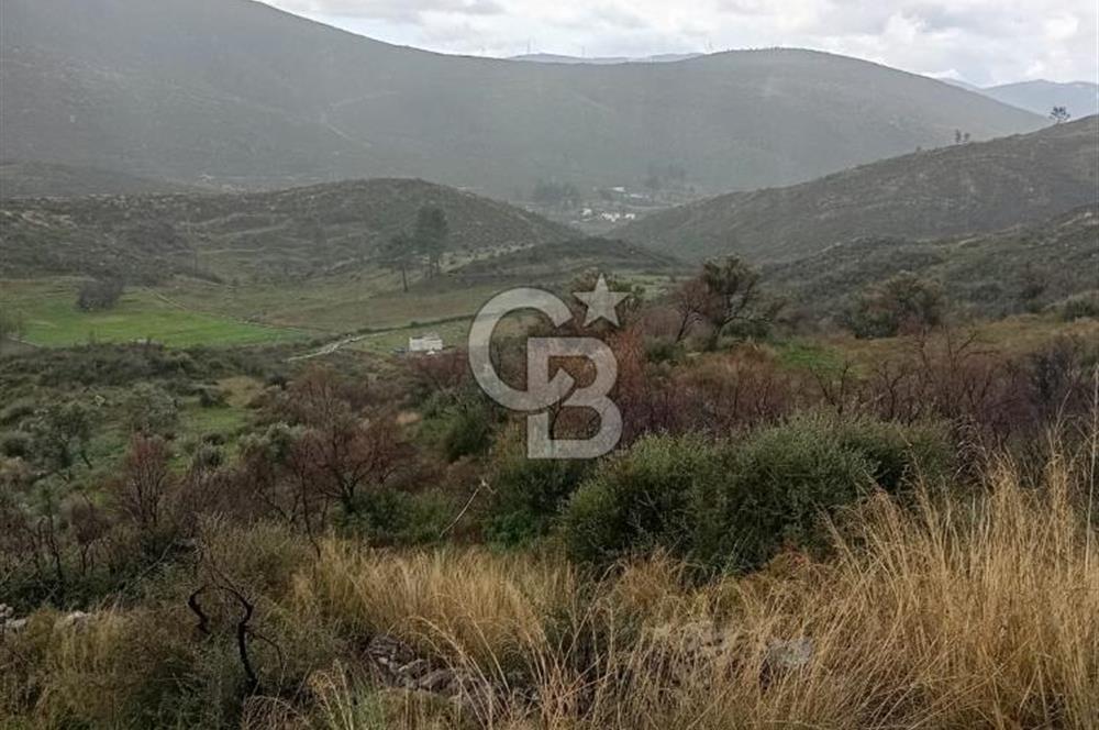 Bodrum Gökpınar’da Satılık Zeytinlik  1414 m²