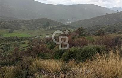 Bodrum Gökpınar’da Satılık Zeytinlik  1414 m²