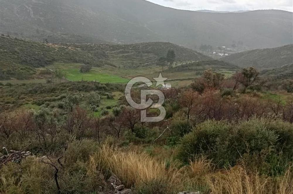 Bodrum Gökpınar’da Satılık Zeytinlik  1414 m²