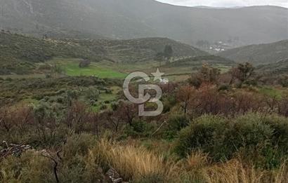 Bodrum Gökpınar’da Satılık Zeytinlik  1414 m²