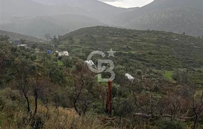 Bodrum Gökpınar’da Satılık Zeytinlik  1414 m²