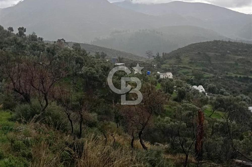 Bodrum Gökpınar’da Satılık Zeytinlik  1414 m²