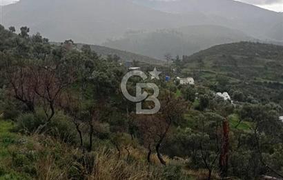 Bodrum Gökpınar’da Satılık Zeytinlik  1414 m²