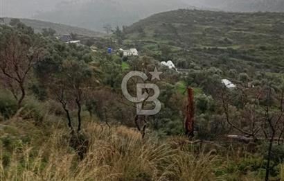 Bodrum Gökpınar’da Satılık Zeytinlik  1414 m²