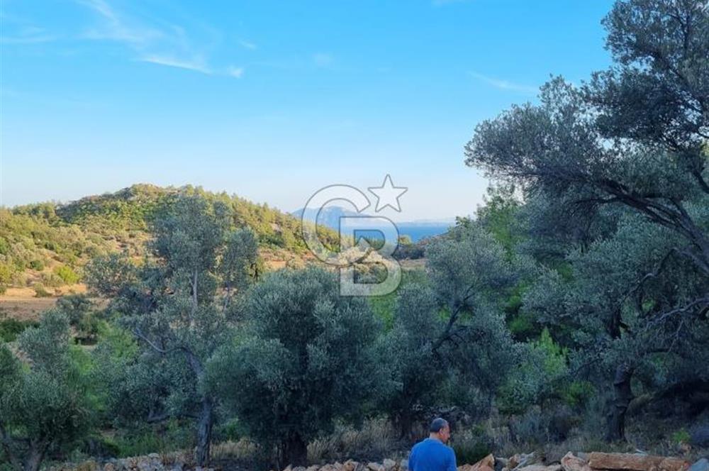 Bodrum Çiftlik'te  Satılık Tarla