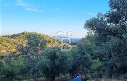 Bodrum Çiftlik'te  Satılık Tarla