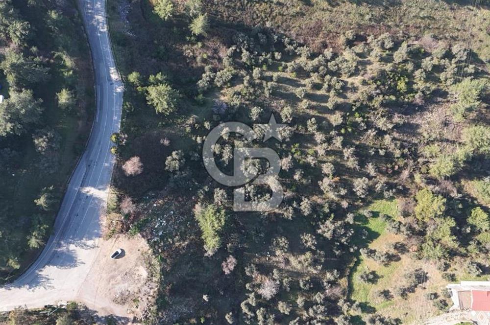 Kemalpaşa Yukarı Kızılcada Satılık Zeytinlik