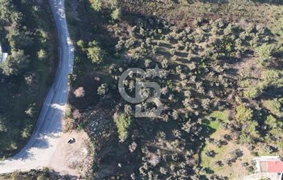 Kemalpaşa Yukarı Kızılcada Satılık Zeytinlik