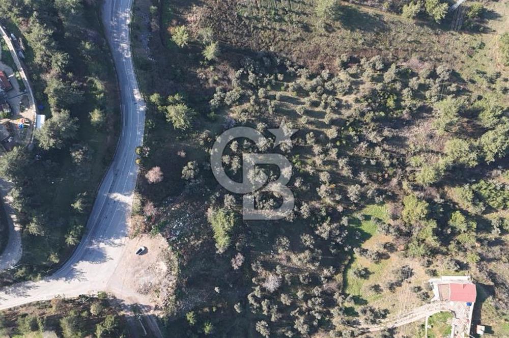 Kemalpaşa Yukarı Kızılcada Satılık Zeytinlik