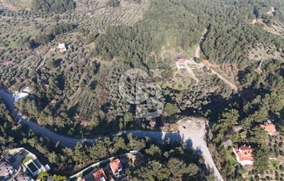 Kemalpaşa Yukarı Kızılcada Satılık Zeytinlik