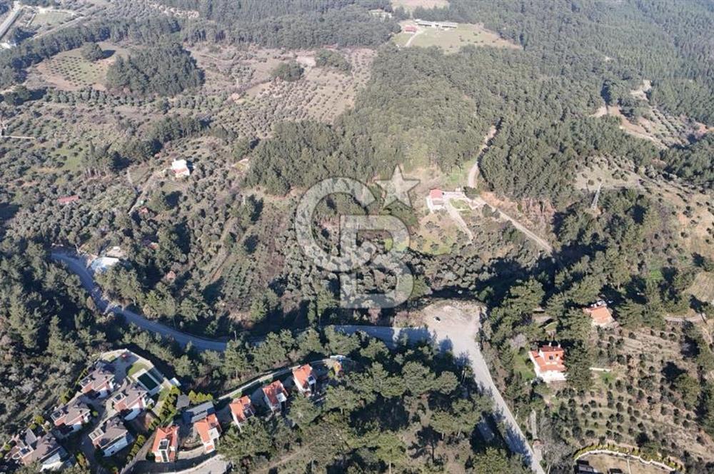 Kemalpaşa Yukarı Kızılcada Satılık Zeytinlik