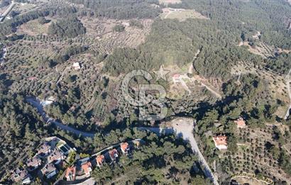 Kemalpaşa Yukarı Kızılcada Satılık Zeytinlik