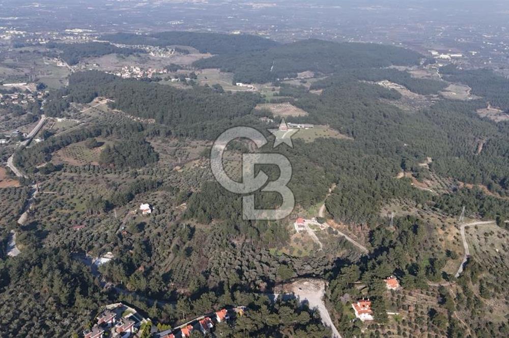 Kemalpaşa Yukarı Kızılcada Satılık Zeytinlik