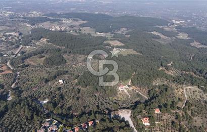 Kemalpaşa Yukarı Kızılcada Satılık Zeytinlik