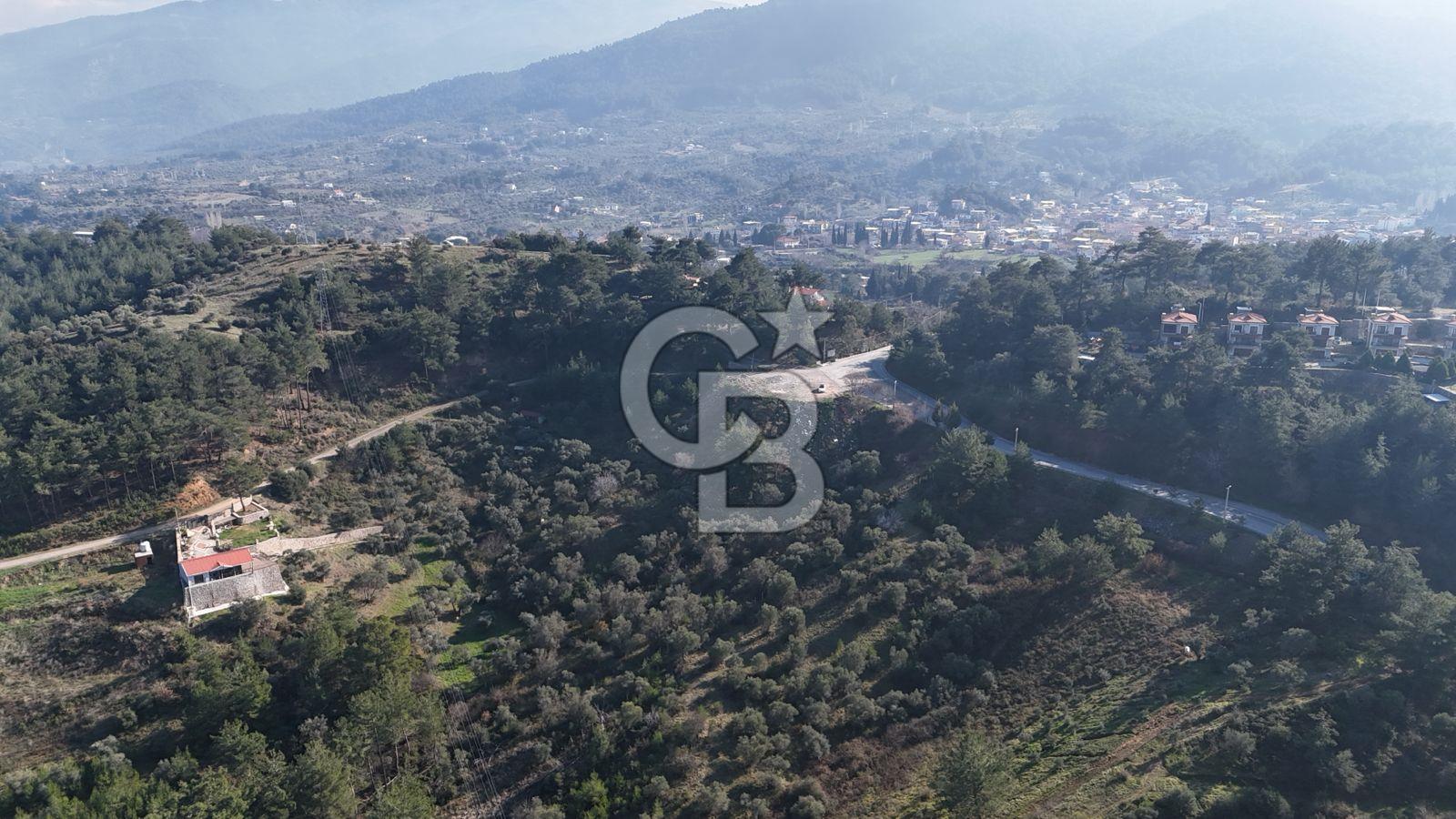 Kemalpaşa Yukarı Kızılcada Satılık Zeytinlik