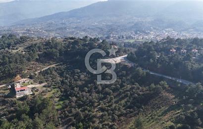 Kemalpaşa Yukarı Kızılcada Satılık Zeytinlik