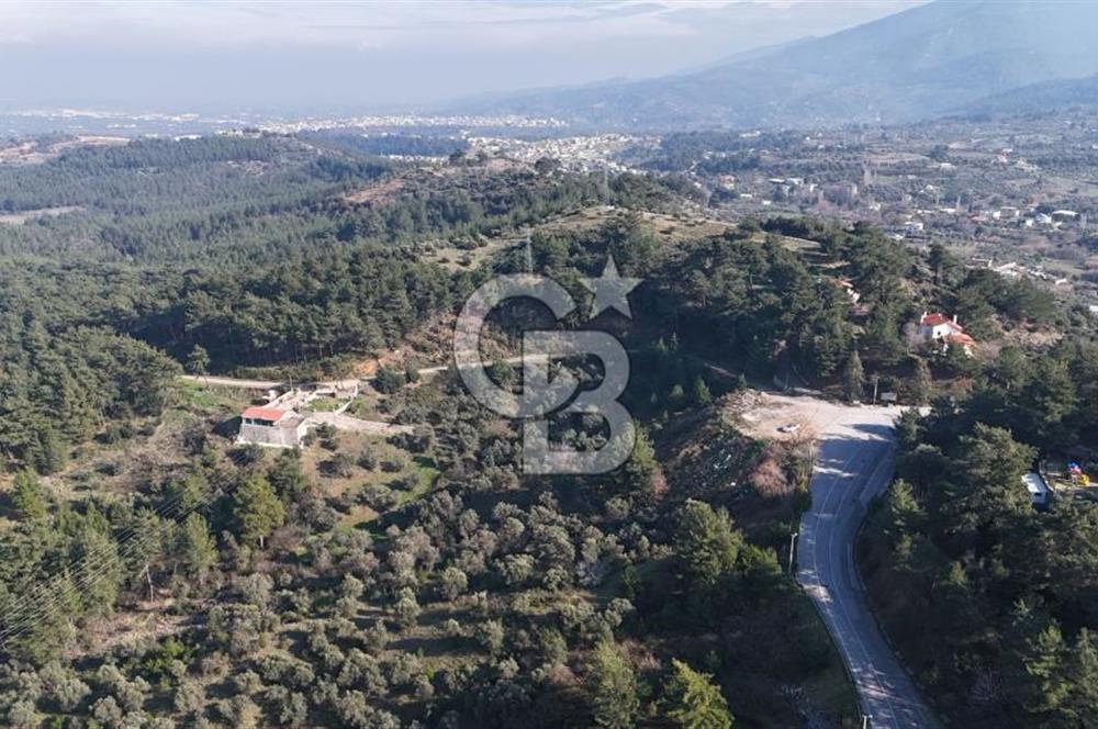 Kemalpaşa Yukarı Kızılcada Satılık Zeytinlik