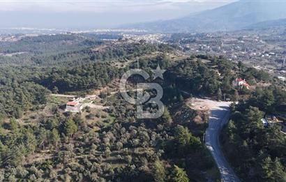 Kemalpaşa Yukarı Kızılcada Satılık Zeytinlik