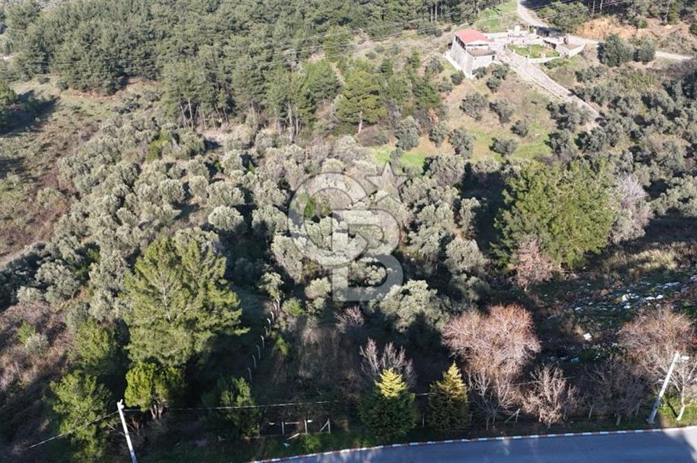 Kemalpaşa Yukarı Kızılcada Satılık Zeytinlik