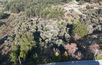 Kemalpaşa Yukarı Kızılcada Satılık Zeytinlik