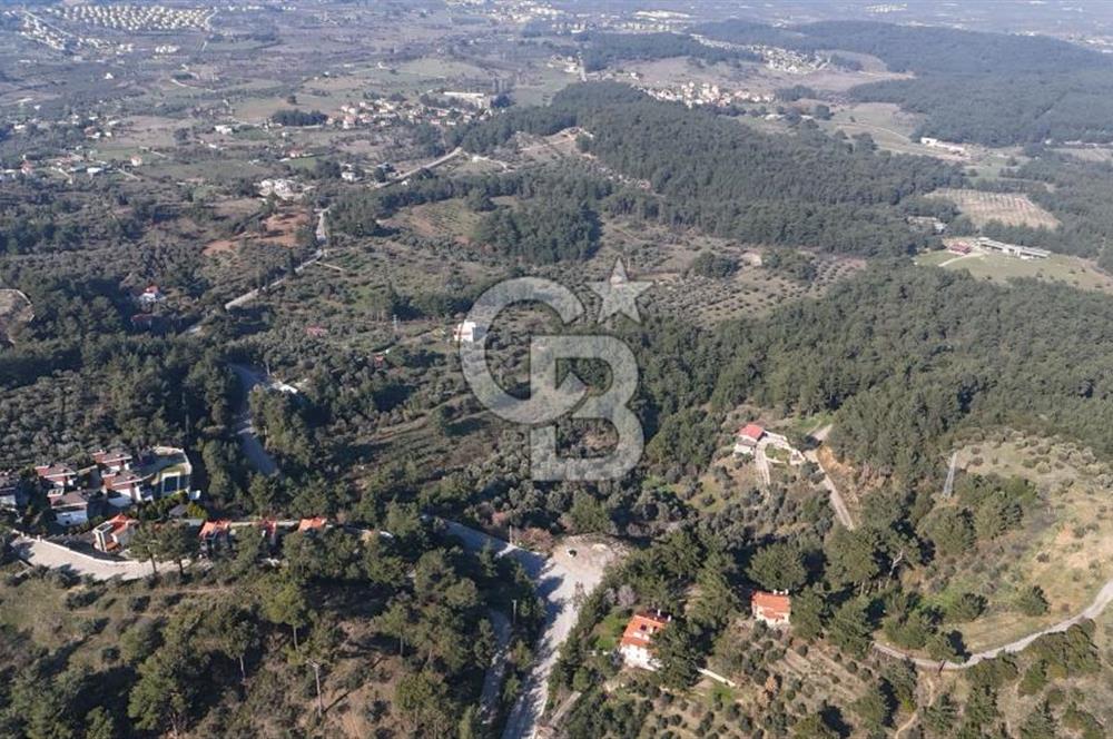 Kemalpaşa Yukarı Kızılcada Satılık Zeytinlik