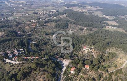 Kemalpaşa Yukarı Kızılcada Satılık Zeytinlik