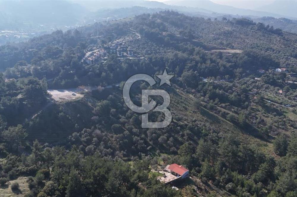 Kemalpaşa Yukarı Kızılcada Satılık Zeytinlik