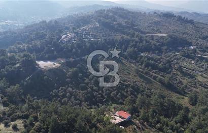 Kemalpaşa Yukarı Kızılcada Satılık Zeytinlik