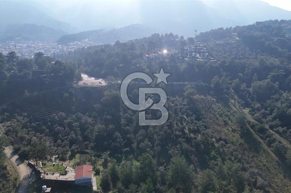 Kemalpaşa Yukarı Kızılcada Satılık Zeytinlik