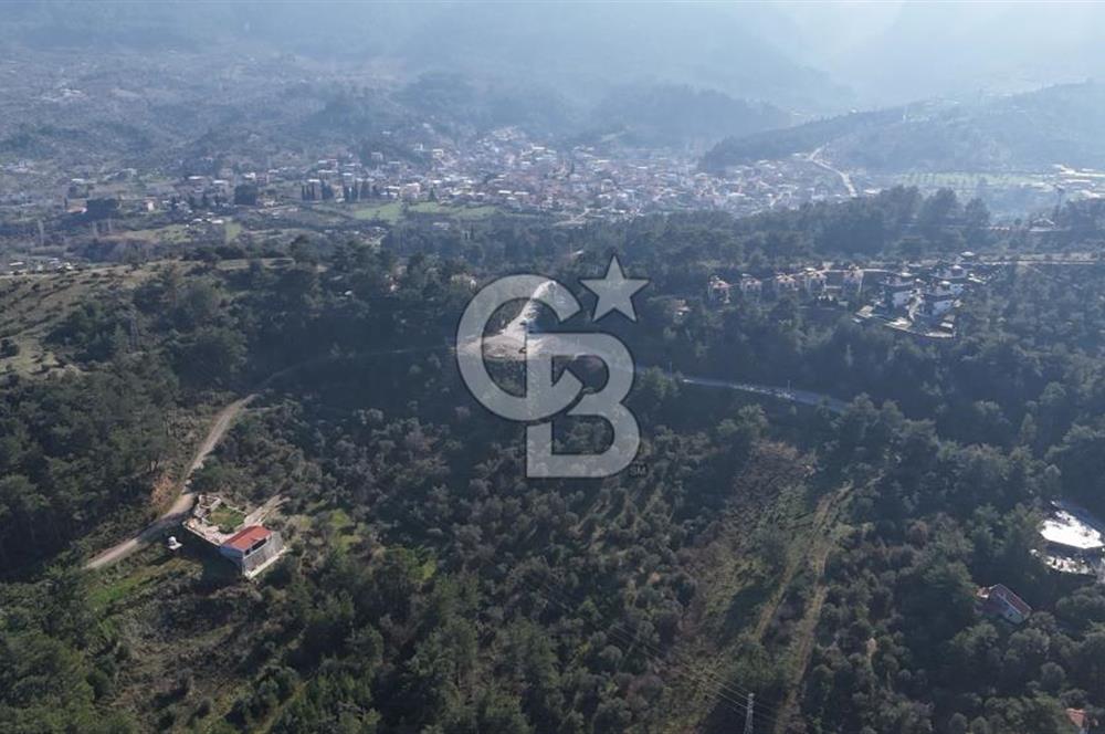 Kemalpaşa Yukarı Kızılcada Satılık Zeytinlik