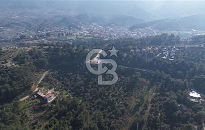 Kemalpaşa Yukarı Kızılcada Satılık Zeytinlik