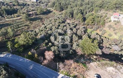 Kemalpaşa Yukarı Kızılcada Satılık Zeytinlik