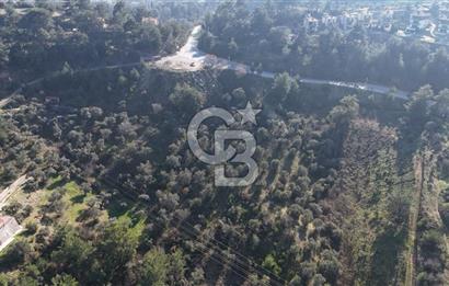 Kemalpaşa Yukarı Kızılcada Satılık Zeytinlik