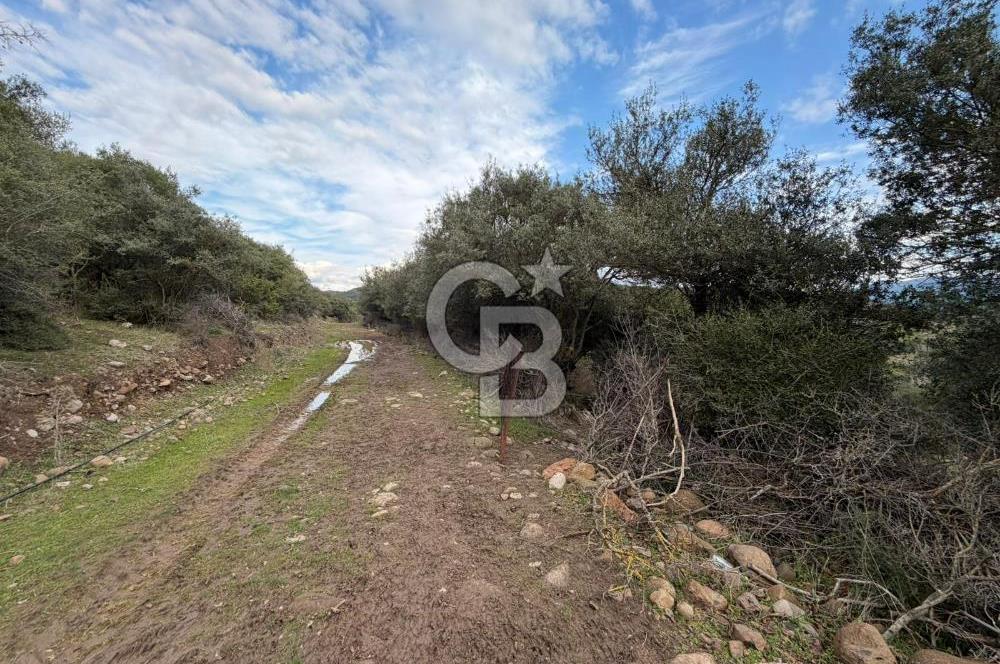 ÇANAKKALE AYVACIK DİBEKLİ KÖYÜNDE SATILIK 10.751 m² TARLA