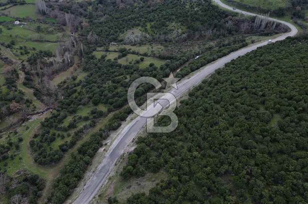 ÇANAKKALE AYVACIK DİBEKLİ KÖYÜNDE SATILIK 10.751 m² TARLA