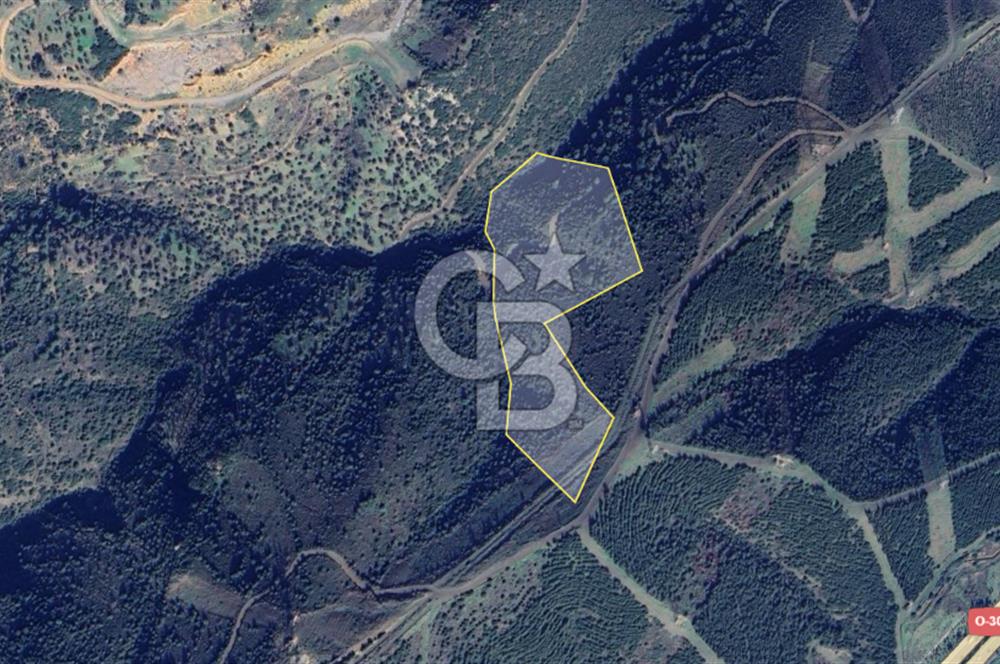 İzmir Bornova Çamkule Satılık 41,900 m2 Zeytinlik