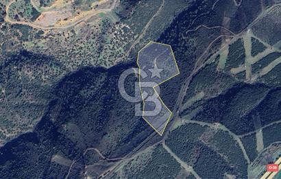 İzmir Bornova Çamkule Satılık 41,900 m2 Zeytinlik