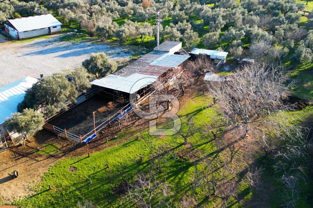 Kemalpaşa Satılık Villa 
