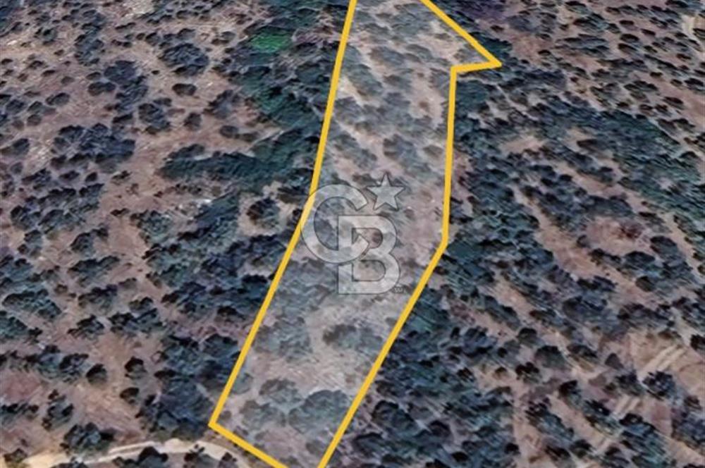 BAYINDIR ERGENLİ'DE YATIRIMLIK FIRSAT! ZEYTİNLİK CB-PH 