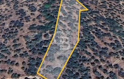 BAYINDIR ERGENLİ'DE YATIRIMLIK FIRSAT! ZEYTİNLİK CB-PH 