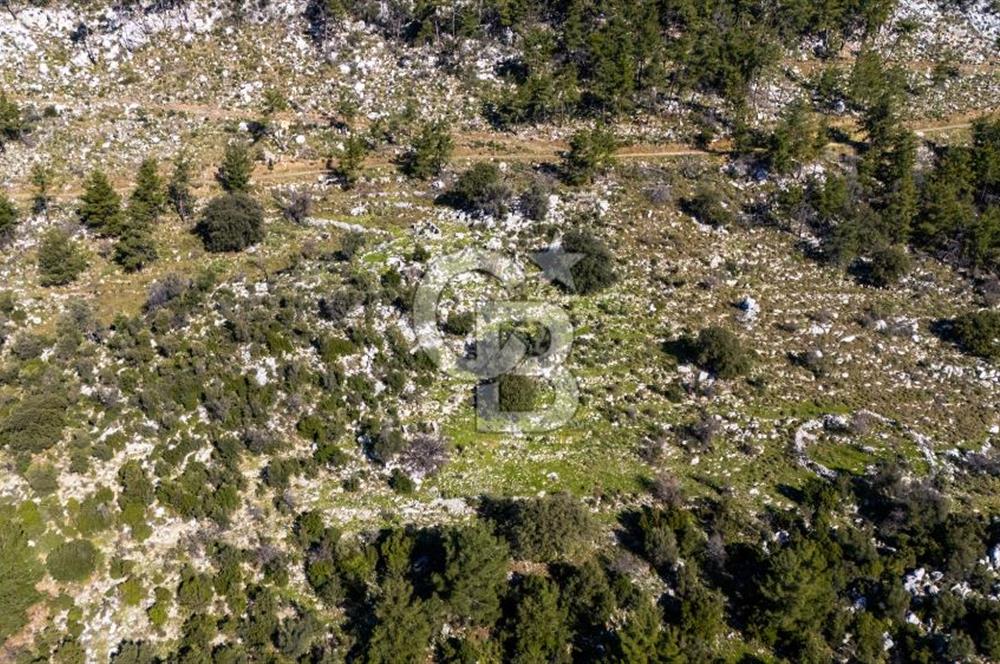 1295586318 CB MARİNA'DAN MARMARİS OSMANİYE KÖYÜ'NDE SATILIK 7 DÖNÜM TARLA 