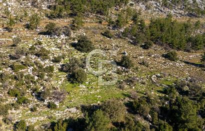 1295586318 CB MARİNA'DAN MARMARİS OSMANİYE KÖYÜ'NDE SATILIK 7 DÖNÜM TARLA 