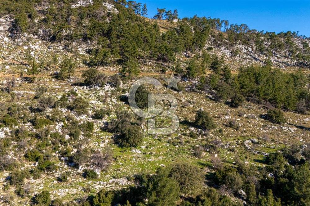 1295586318 CB MARİNA'DAN MARMARİS OSMANİYE KÖYÜ'NDE SATILIK 7 DÖNÜM TARLA 